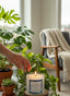 Amber Romance Candle